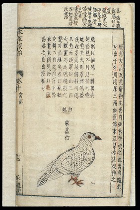 Chinese Materia medica, C17: Birds, White pigeon/dove