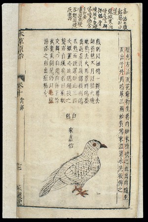 view Chinese Materia medica, C17: Birds, White pigeon/dove