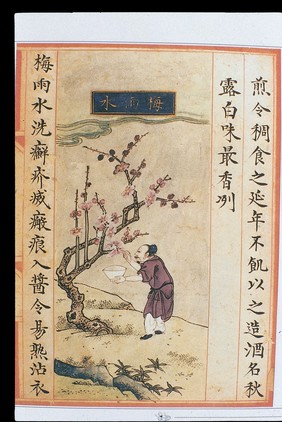 Chinese Materia Dietetica, Ming: Plum rain water