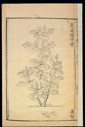 Famine Relief Herbal (1593): Edible amaranth