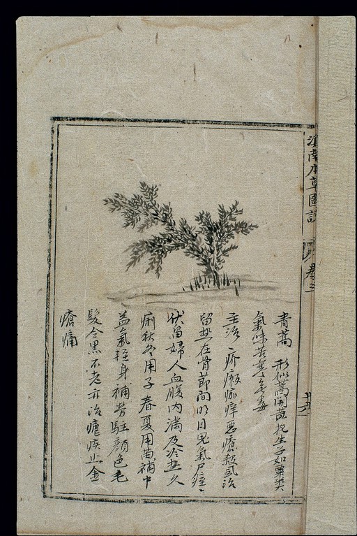 Ming herbal: (painting): Sweet wormwood