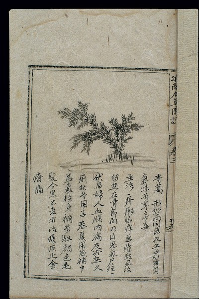 Ming herbal: (painting): Sweet wormwood