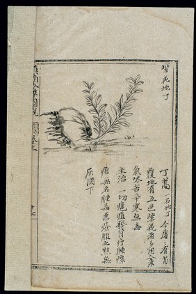 Ming herbal (painting): Violet