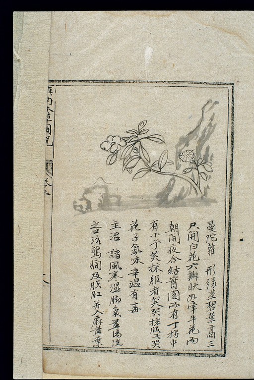 Ming herbal (painting): Thorn apple