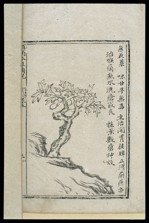 view Ming herbal (painting): Fig