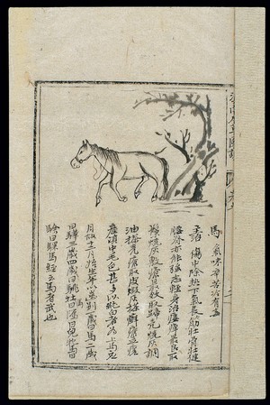 view Ming herbal (painting): Horse