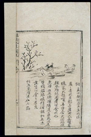 view Ming herbal (painting): The dog