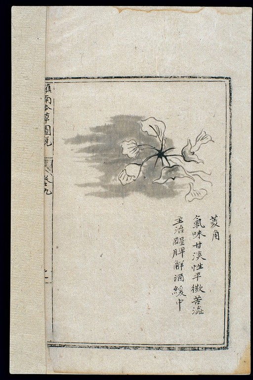 Ming herbal (painting): Water chestnut