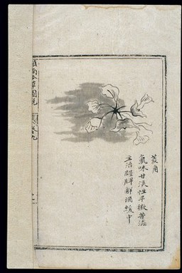 Ming herbal (painting): Water chestnut