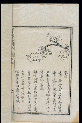 Ming herbal (painting): Longan