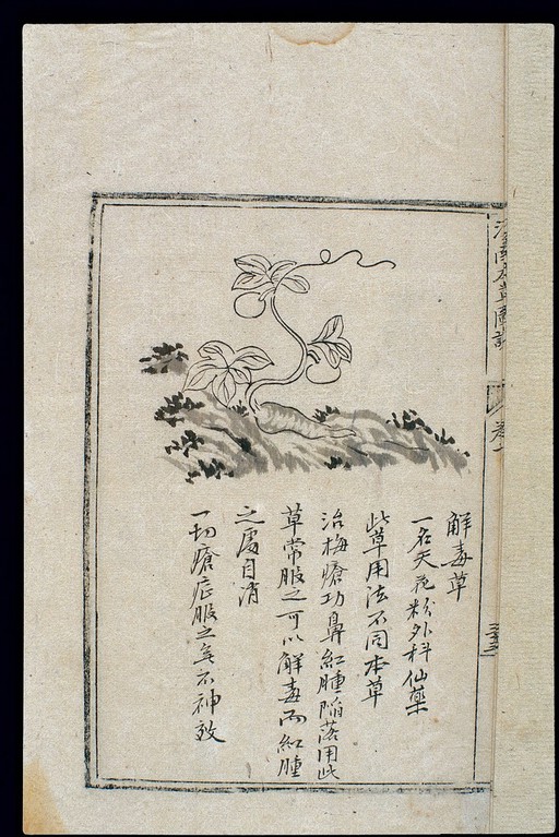 Ming herbal (painting): Tricosanthes