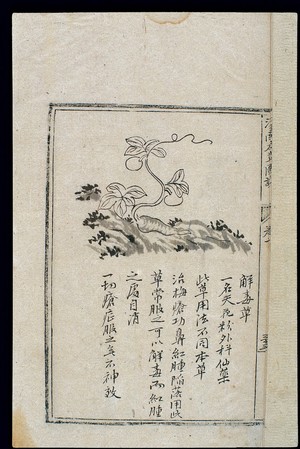 view Ming herbal (painting): Tricosanthes