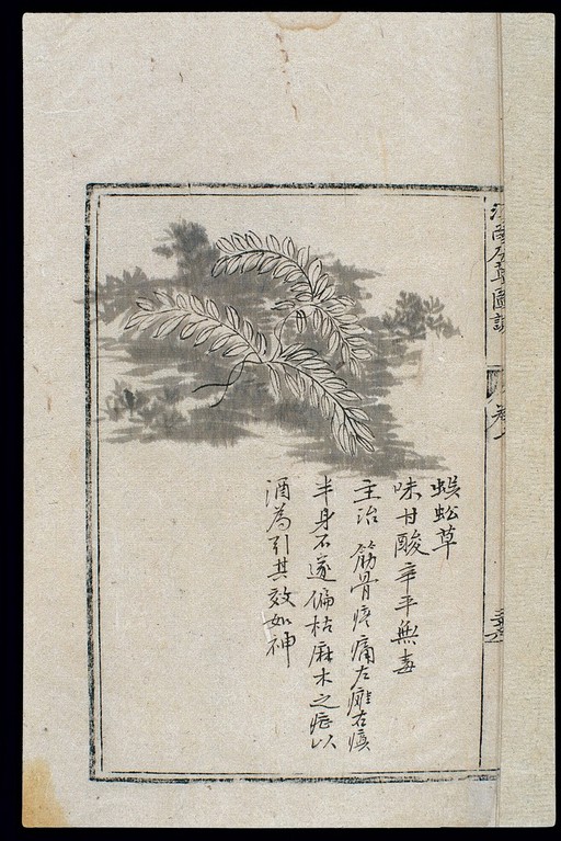 Ming herbal (painting): Ciliate desert grass