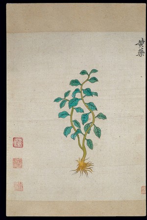 view Ming herbal (painting): Dioscorea bulbifera