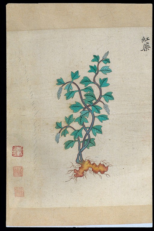 Ming herbal (painting): Chinese herbaceous peony