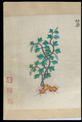 Ming herbal (painting): Chinese herbaceous peony