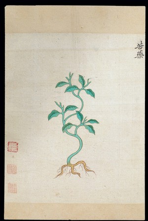 view Ming herbal (painting): Kucao (bitter herb)