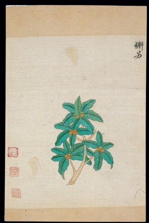 view Ming herbal (painting): Mongolian oak