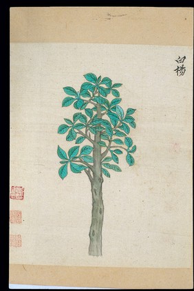 Ming herbal (painting): Aspen/white poplar