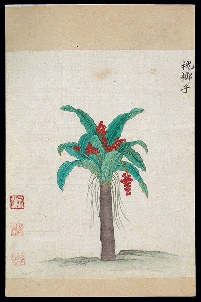 Ming herbal (painting): Gomuti sugar palm