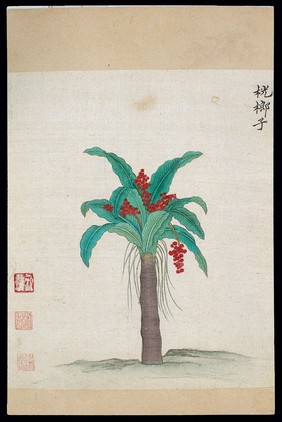 Ming herbal (painting): Gomuti sugar palm