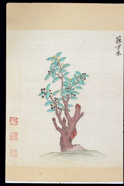 Ming herbal (painting): Sappan tree