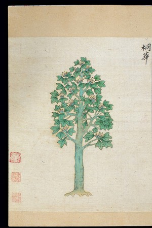 view Ming herbal (painting): Paulownia