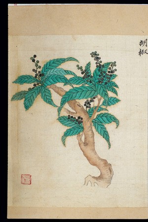 view Ming herbal (painting): [Black] pepper
