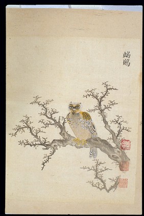 Ming herbal (painting): Owl