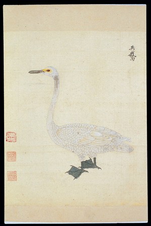 view Ming herbal (painting): Swan