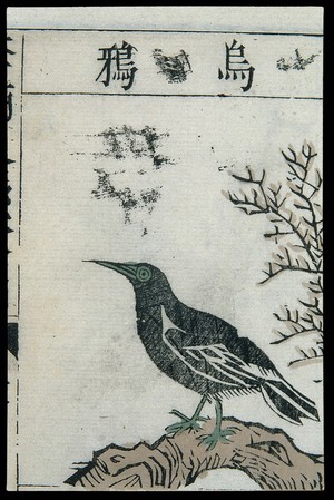 view Ming herbal (painting): Crow