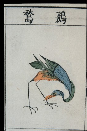 Ming herbal (painting): Adjutant bird(?)