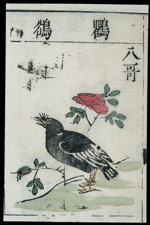 view Ming herbal (painting): Chinese jungle mynah