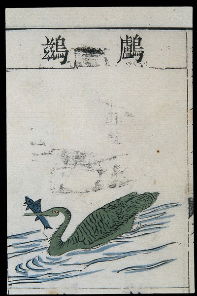 Ming herbal (painting): Cormorant
