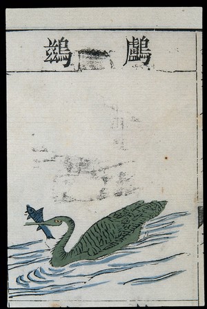 view Ming herbal (painting): Cormorant