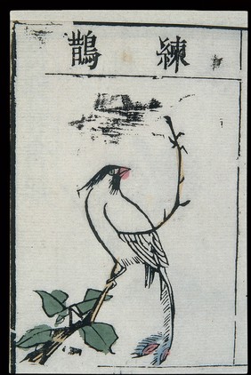 Ming herbal (painting): Paradise flycatcher