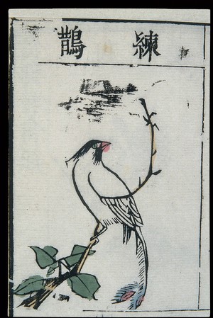 view Ming herbal (painting): Paradise flycatcher
