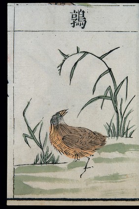 Ming herbal (painting): Quail