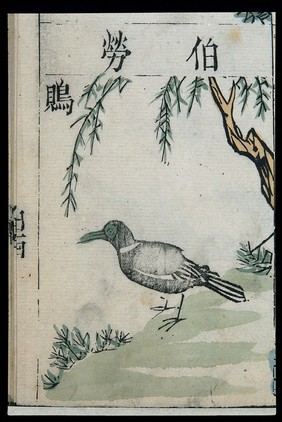 Ming herbal (painting): Shrike