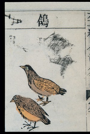 view Ming herbal (painting): Pigeons