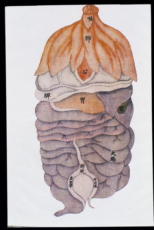 Anatomical drawing of viscera, front view, C17/18 Chinese
