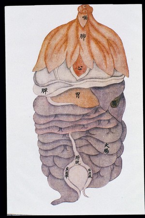 view Anatomical drawing of viscera, front view, C17/18 Chinese