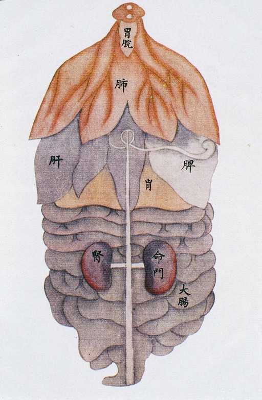 Anatomical drawing of viscera, back view, C17/18 Chinese