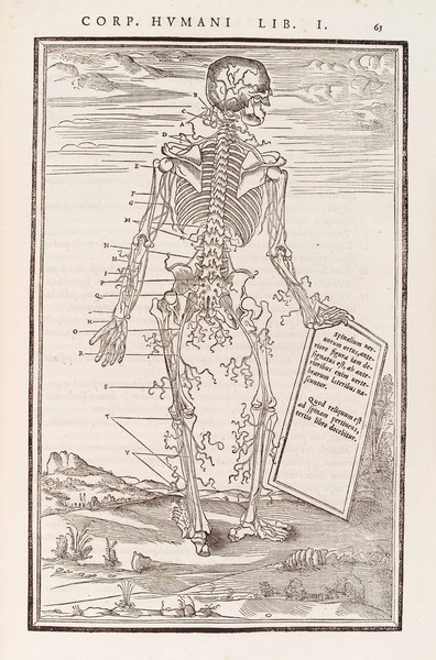 Human skeleton showing posterior nerves