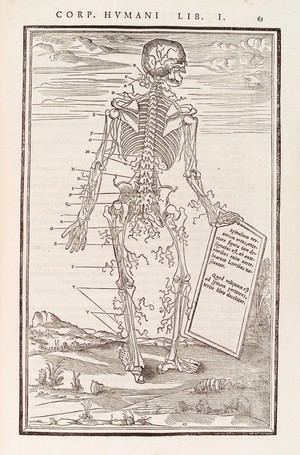view Human skeleton showing posterior nerves