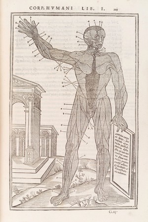 view Anatomical figure displaying anterior muscles