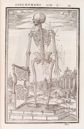 Human skeleton showing muscles on the arm and neck