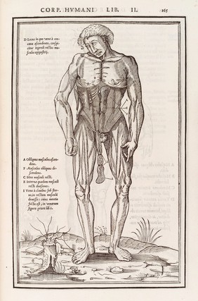 Anatomical figure displaying the muscles of the torso