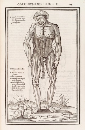 view Anatomical figure displaying the muscles of the torso