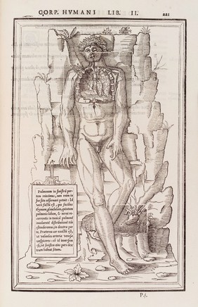 Anatomical figure displaying the lungs